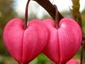 CARELESS LOVE (With Lyrics) - Chyi Yu
