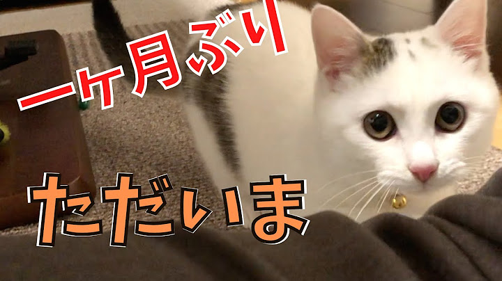 水路に落ちてた保護猫と一カ月ぶりに再会したらとっても大きく成長してました【子猫、野良猫、捨て猫】
