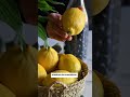 Licor de arandanos #licor #bebidas #arandanos