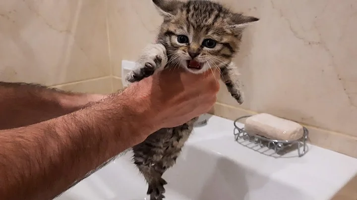 Watch the video about Kitten does not want to bath and meows loudly