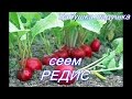 Сеем редис (полоть не надо!) Смешанные посадки.