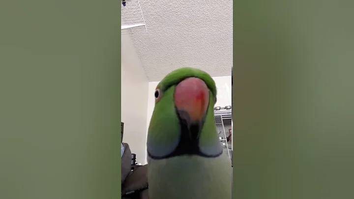 Indian Ringneck Parrot talking