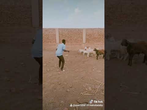 تريكا تاكا تا