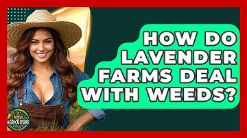 How Do Lavender Farms Deal With Weeds? - The World of Agriculture