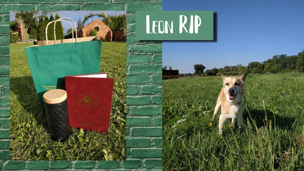 Kremacja psa ile kosztuje jak wygląda krematorium i cmentarz dla zwierząt Tęczowy Most /okonasznurku