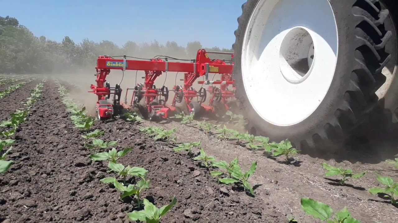 Красный, синий, зеленый  : 8, 12, 16, 24. Кукуруза, подсолнух, рапс