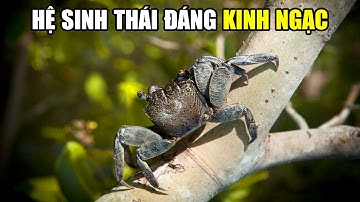 Rừng Ngập Mặn | Khám Phá Thế Giới Động Vật Hoang Dã
