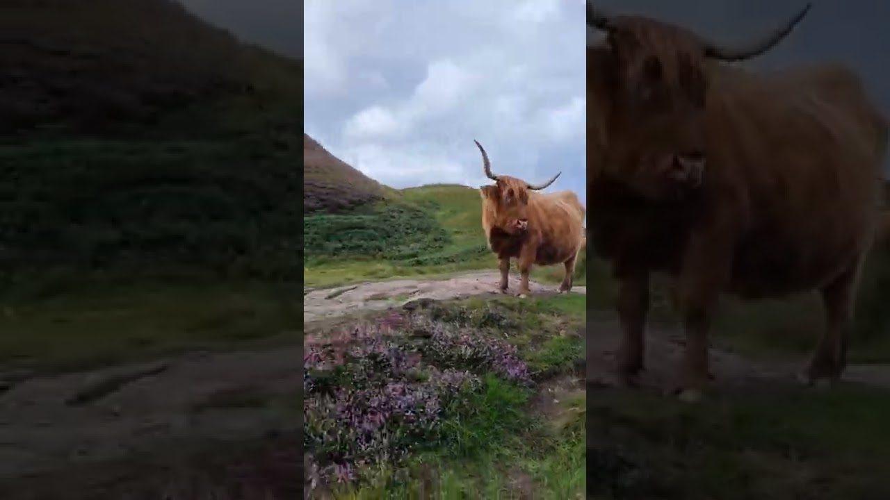 when we're not out hunting p3ados we're up the hills of Scotland getting our steps in 🏴󠁧󠁢󠁳󠁣󠁴󠁿💚