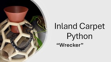 Inland Carpet Python Training Demo
