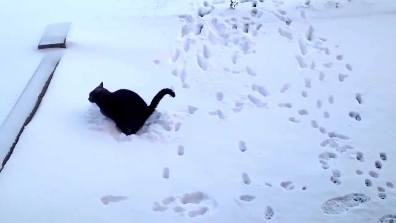 Bouba Le Chat Fait Caca Dans La Neige