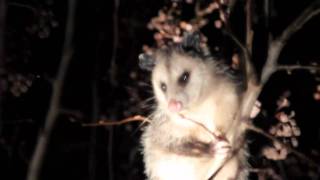 The Possum of Winter