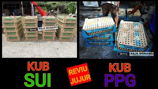 KUB Sumber Unggas Indonesia VS KUB Campur Sari PPG