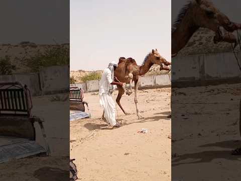 يقومون بفك أرجل الجمل والآن سيضعونه في السيارة