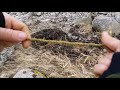 Bow drill with rose innerbark cordage