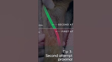 Tips for placing IV catheters  in veterinary #clinicalskills #catheter #vet #vetschool #vettech #dog