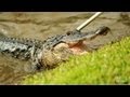 Dangerous Deep Water Rescue | Gator Boys