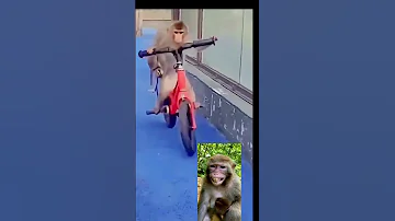 Funny Monkey Manki Comedy Video Cycle Chalata Bandar Monkey Cycling 100 M Views Shorts 750 