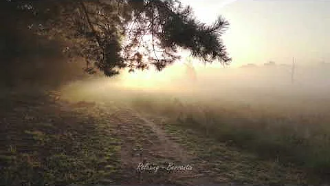 Summer Breeze ❣❣ Sound of Wind and Leaves Rumbling Relaxing 1 Hour ! Nature Nature Sounds for Sleep