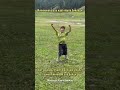 Кичинекей бала кара жорго бийледи