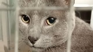 French Blue Silver Grey Chartreux Cat
