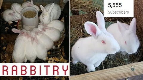 1-12-20 Best Way to Raise Rabbits You