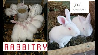 11220 Best Way to Raise Rabbits You've Ever Seen. New Zealand Whites. High Production Method