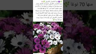 زهرة الاقحوان الافريقي #ورد #زهور #زراعة_الاسطح #حدائق_منزلية #نباتات_الزينة