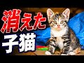 台風直撃して消えた子猫のその後