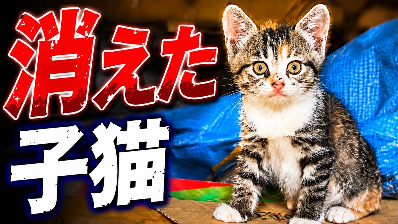 台風直撃して消えた子猫のその後