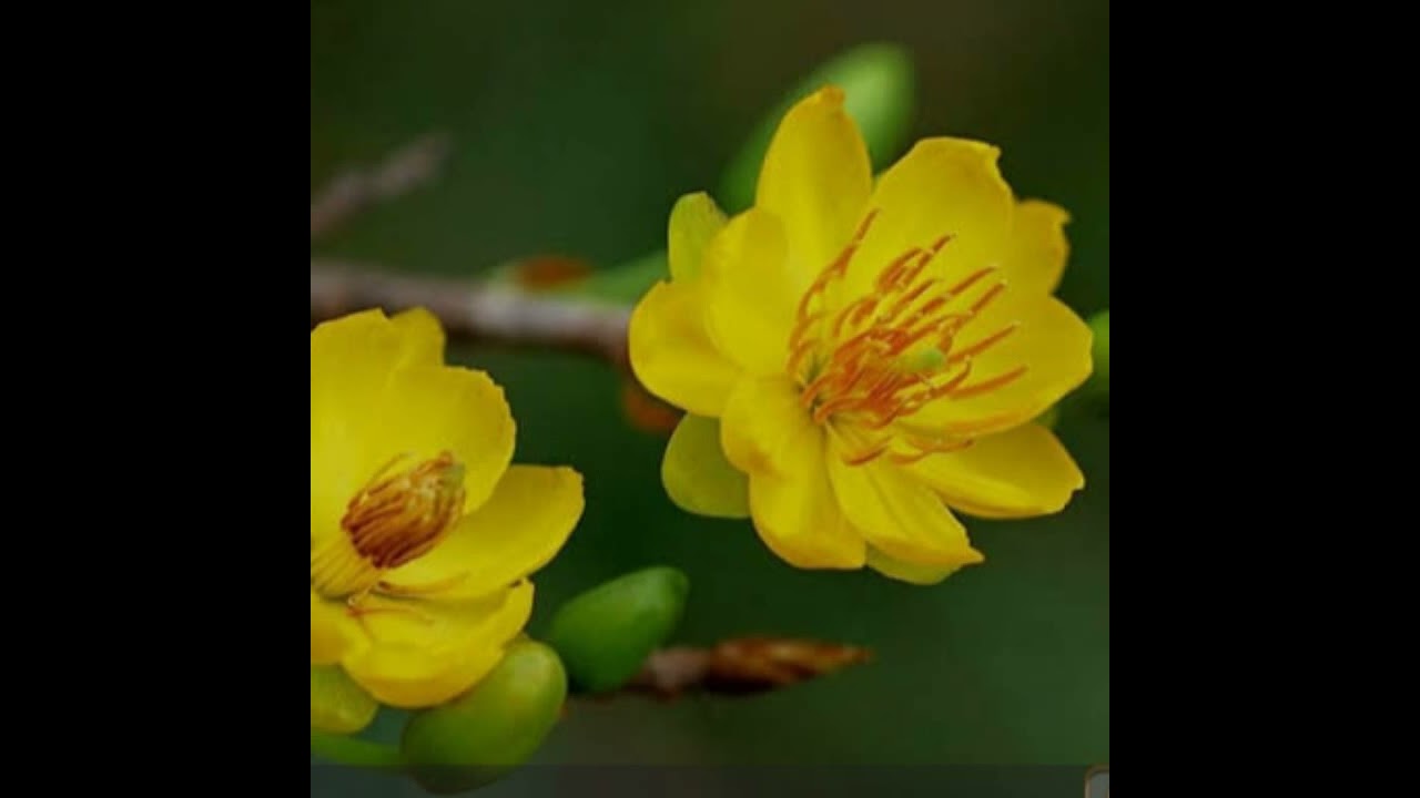 @Nhành Mai Tết (AI - Hoàng Thảo)