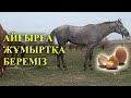 Үйірдегі айғырдың кешкі күтімі. жеребец в табуне. herd stallion