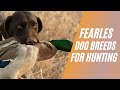 Fearless dog breeds for hunting