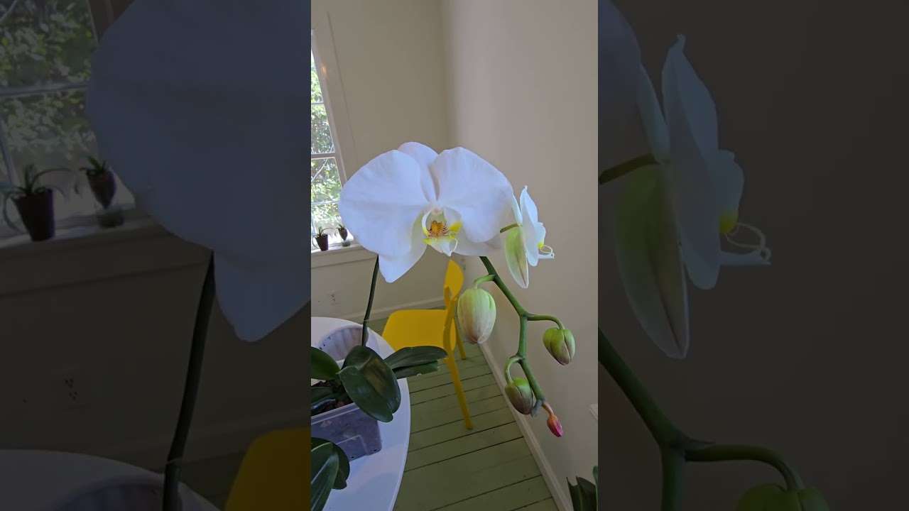 Actualizacion de orquideas.!!!!