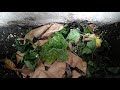 Paano Gumawa ng Compost/ Abono (How to Make Your Own Compost)