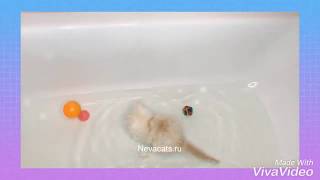 How to make friends kitten and water. Как подружить котёнка и воду. by Neva Cats 77 views 4 years ago 45 seconds