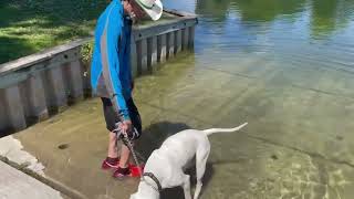 Teaching a 120 lbs Bully AM Bulldog to Swim BIG CHUCK MCBRIDE by Dog Whisperer BIG CHUCK MCBRIDE 657 views 1 year ago 10 minutes, 47 seconds