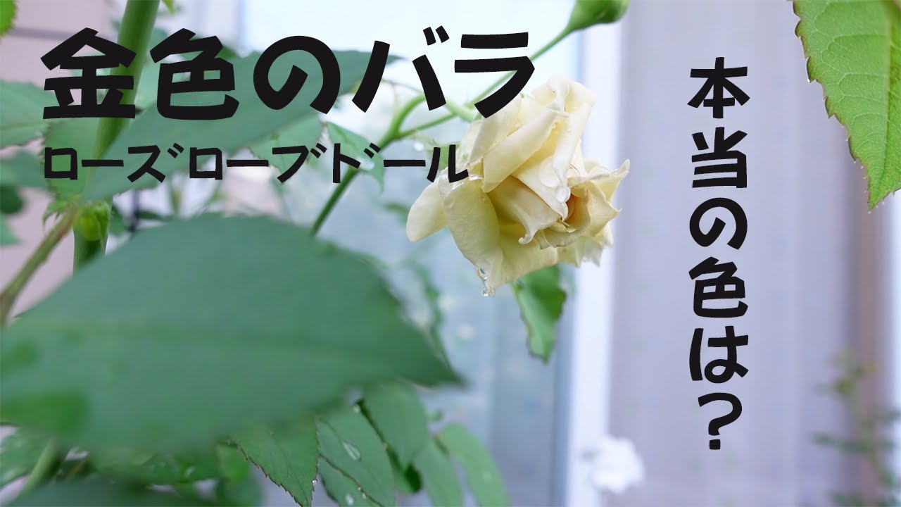 【babatamagoの庭】変わっていて最高に美しい河本バラ集めました。12品種いっぺんに紹介します。