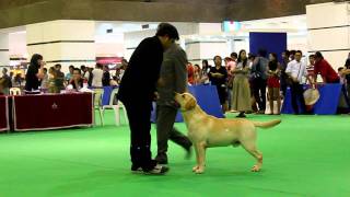 No.1 Spoting Group & No.1 Labrador In Thailand 2011
