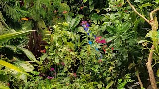 Butterflies fly free among visitors at Davis Family Butterfly Vivarium (3D 180°)