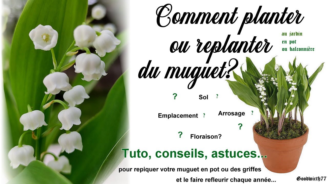 Comment planter ou replanter du muguet pour le conserver et le faire