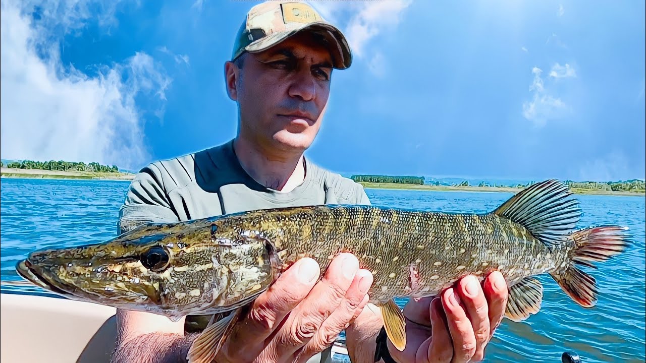 Turna Avı - Balık Avı - Pike Fishing - Turna Balığı