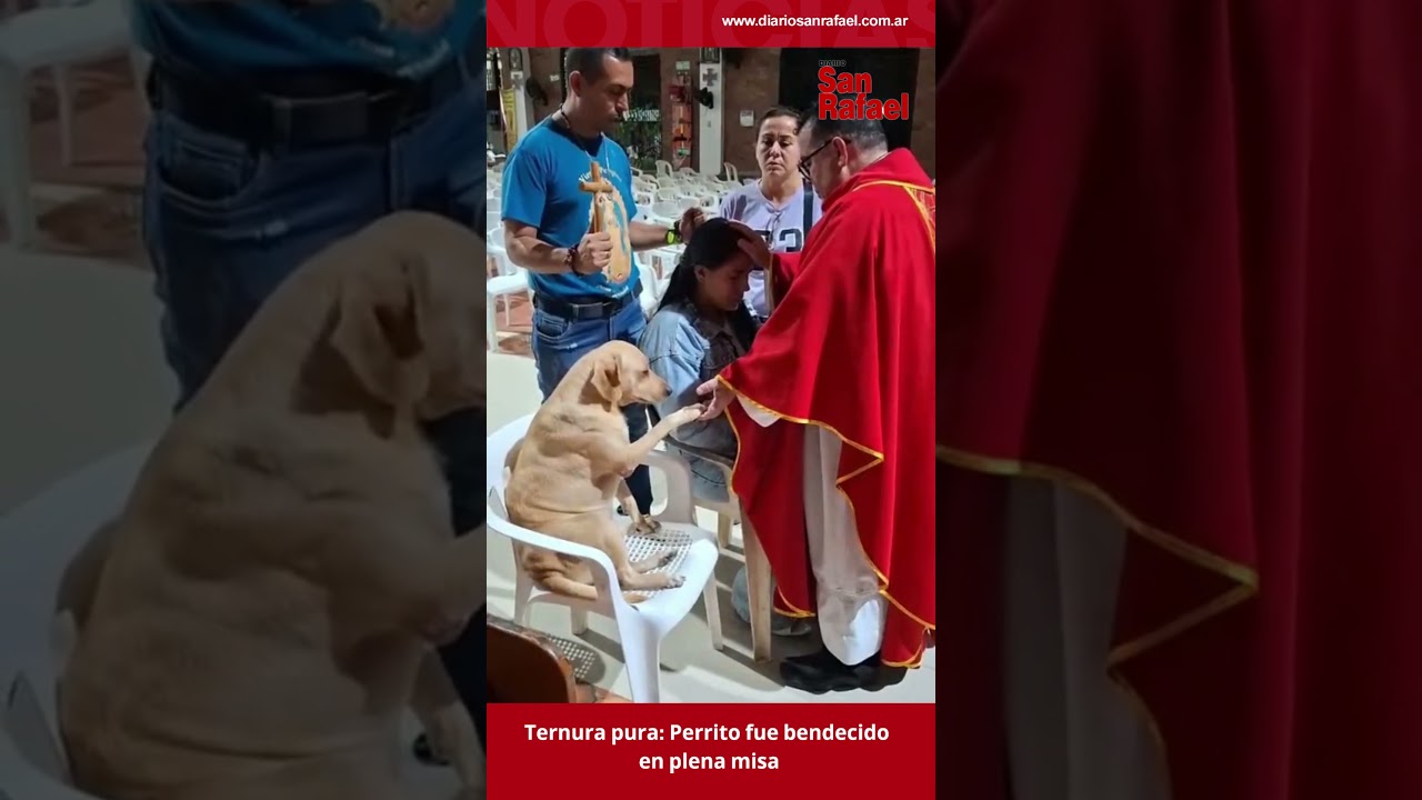 Ternura pura: Perrito fue bendecido en plena misa