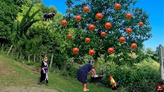 Collecting Fresh Pomegranates and HOW TO STORE POMEGRANATE BEFORE COOKING FOR WINTER? screenshot 1