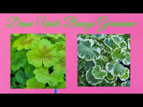 Video: Warna apa yang dimiliki geranium?