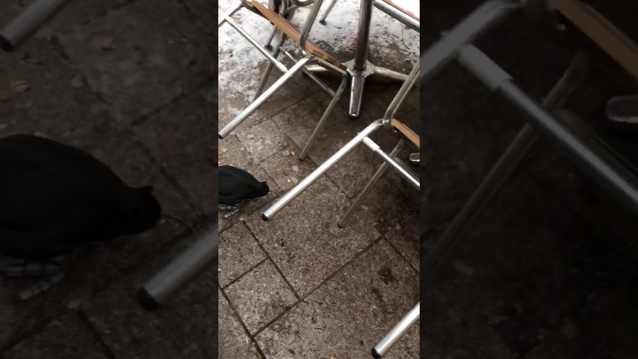 Squirrel Bites Woman's Hand 985720 YouTube