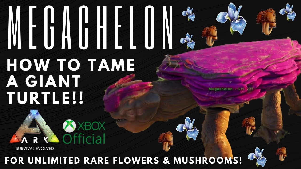 Giant Turtle (Megachelon) taming! Official Server!