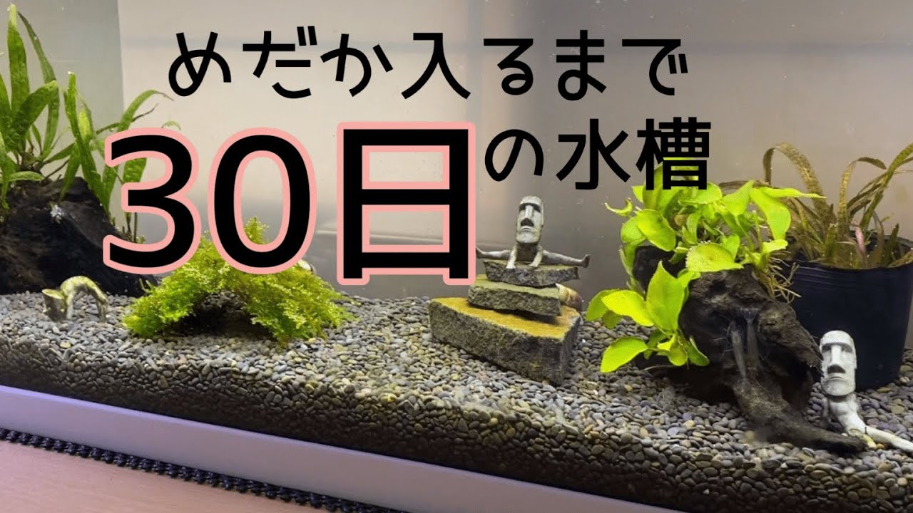 【立ち上げ失敗？】30日間エビにタニシに翻弄されるど初心者【めだか】