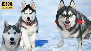 Husky⛄Small videos 4k about dogs (Animals the jungle)