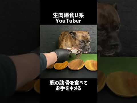 【大食い犬ASMR】骨をボリボリ噛み砕いてお手を決め込む愛犬【飯テロ/MUKBANG】#shorts