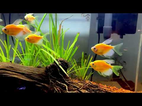 Video Cá cánh buồm vay dài - youtube